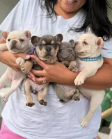 Evangeline Earth Day special 🌎, a female French Bulldog for sale in Port Saint Lucie, FL – Photo 8 of 10