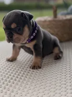 Evangeline , a female French Bulldog for sale in Port Saint Lucie, FL – Photo 3 of 10