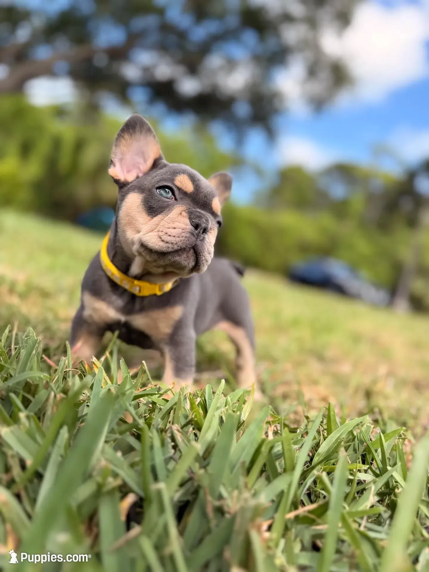 Evangeline , a female French Bulldog for sale in Port Saint Lucie, FL – Photo 2 of 10