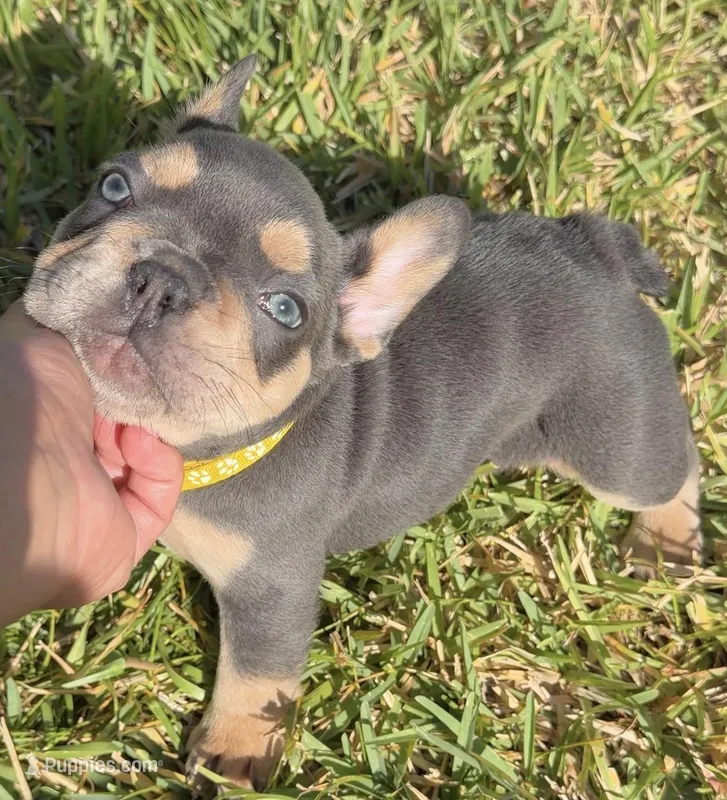 Evangeline  – French Bulldog puppy for sale in Port Saint Lucie, FL