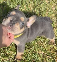 Evangeline , a female French Bulldog for sale in Port Saint Lucie, FL – Photo 1 of 10
