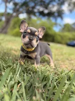 Evangeline , a female French Bulldog for sale in Port Saint Lucie, FL – Photo 5 of 10