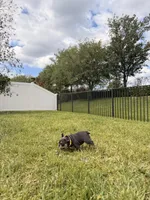 Evangeline Earth Day special 🌎, a female French Bulldog for sale in Port Saint Lucie, FL – Photo 3 of 10
