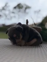 Evangeline , a female French Bulldog for sale in Port Saint Lucie, FL – Photo 6 of 10