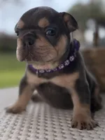 Evangeline , a female French Bulldog for sale in Port Saint Lucie, FL – Photo 5 of 10