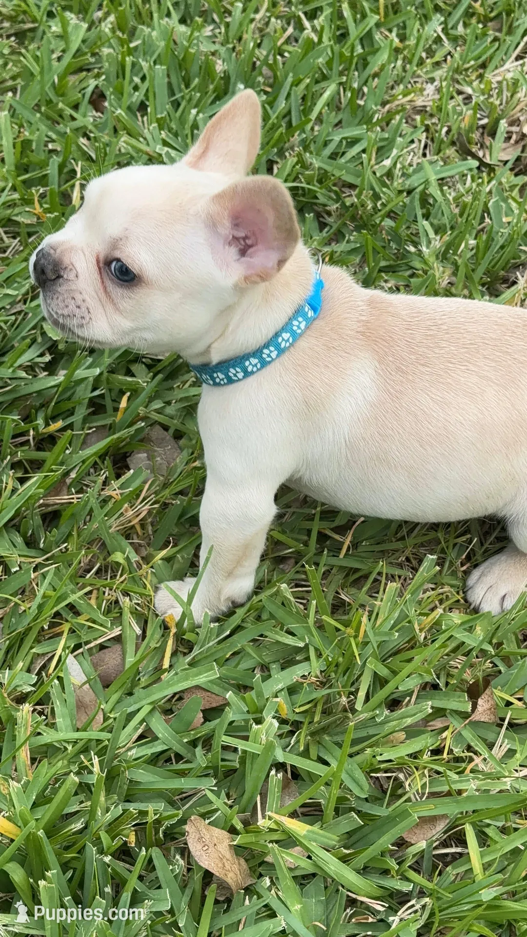 Prince Charming 1.5 National Bulldogs Are Beautiful Day special, a male French Bulldog for sale in Port Saint Lucie, FL – Photo 2 of 10