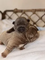 Bambi – Solid Blue French Bulldog Male, a male French Bulldog for sale in Port Saint Lucie, FL – 5 of 10