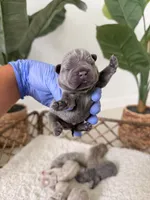 Bambi – Solid Blue French Bulldog Male, a male French Bulldog for sale in Port Saint Lucie, FL – 9 of 10