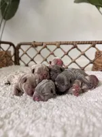  Flynn Rider – Isabella tan French Bulldog , a male French Bulldog for sale in Port Saint Lucie, FL – 6 of 8