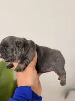 ELSA-BLUE TAN TRI French Bulldogs, a female French Bulldog for sale in Port Saint Lucie, FL – 2 of 7