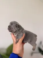 ARIEL-LILAC TAN TRI French Bulldog, a female French Bulldog for sale in Port Saint Lucie, FL – 4 of 5