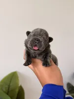 Bambi – Solid Blue French Bulldog Male, a male French Bulldog for sale in Port Saint Lucie, FL – 4 of 10