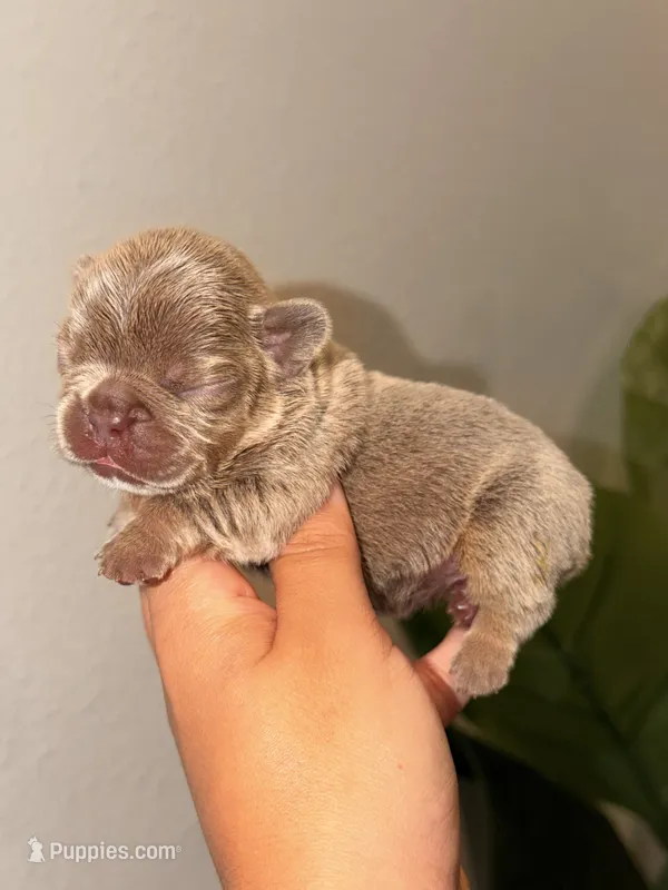 AURORA-tiny Isabella & Tan – French Bulldog puppy for sale in Port Saint Lucie, FL