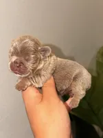 AURORA-tiny Isabella & Tan, a female French Bulldog for sale in Port Saint Lucie, FL – 1 of 5