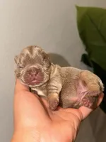 AURORA-tiny Isabella & Tan, a female French Bulldog for sale in Port Saint Lucie, FL – 5 of 5