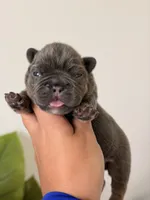 ELSA-BLUE TAN TRI French Bulldogs, a female French Bulldog for sale in Port Saint Lucie, FL – 3 of 7