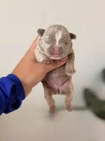 BELLE-New Shade Isabella French Bulldog, a female French Bulldog for sale in Port Saint Lucie, FL – 3 of 3