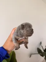 ARIEL-LILAC TAN TRI French Bulldog, a female French Bulldog for sale in Port Saint Lucie, FL – 5 of 5