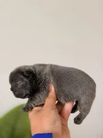 Bambi – Solid Blue French Bulldog Male, a male French Bulldog for sale in Port Saint Lucie, FL – 2 of 10