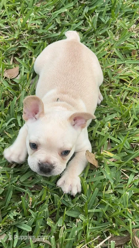 Prince Charming 1.5 National Bulldogs Are Beautiful Day special – French Bulldog puppy for sale in Port Saint Lucie, FL