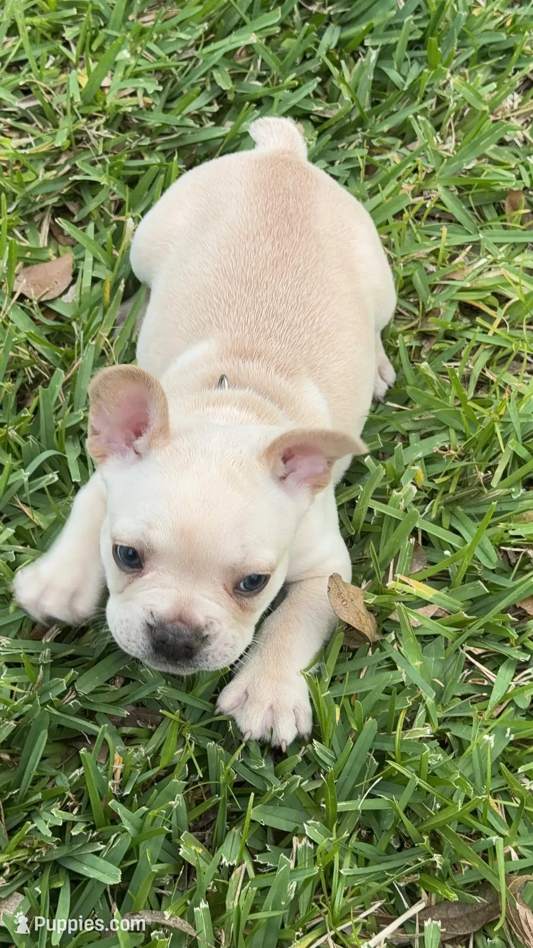 Prince Charming 1.5 National Bulldogs Are Beautiful Day special, a male French Bulldog for sale in Port Saint Lucie, FL – Photo 1 of 10