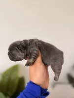 ELSA-BLUE TAN TRI French Bulldogs, a female French Bulldog for sale in Port Saint Lucie, FL – 6 of 7