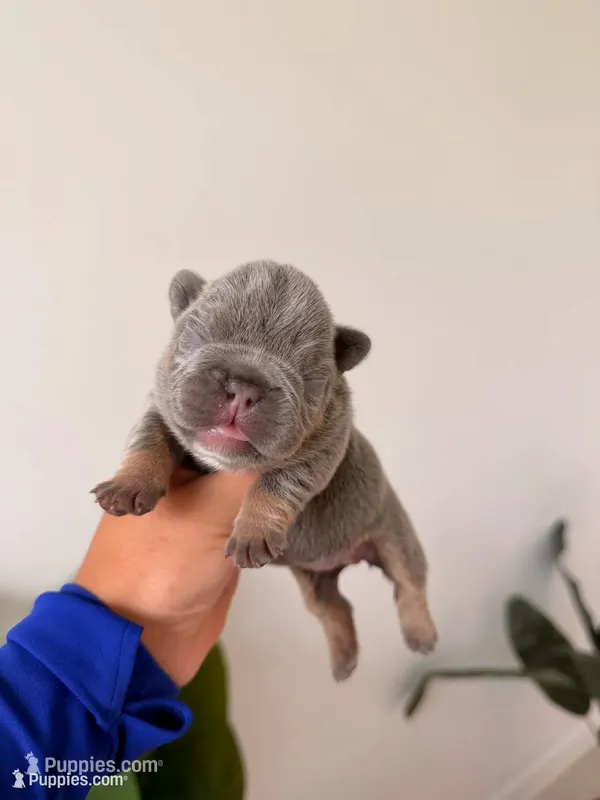 ARIEL-LILAC TAN TRI French Bulldog – French Bulldog puppy for sale in Port Saint Lucie, FL