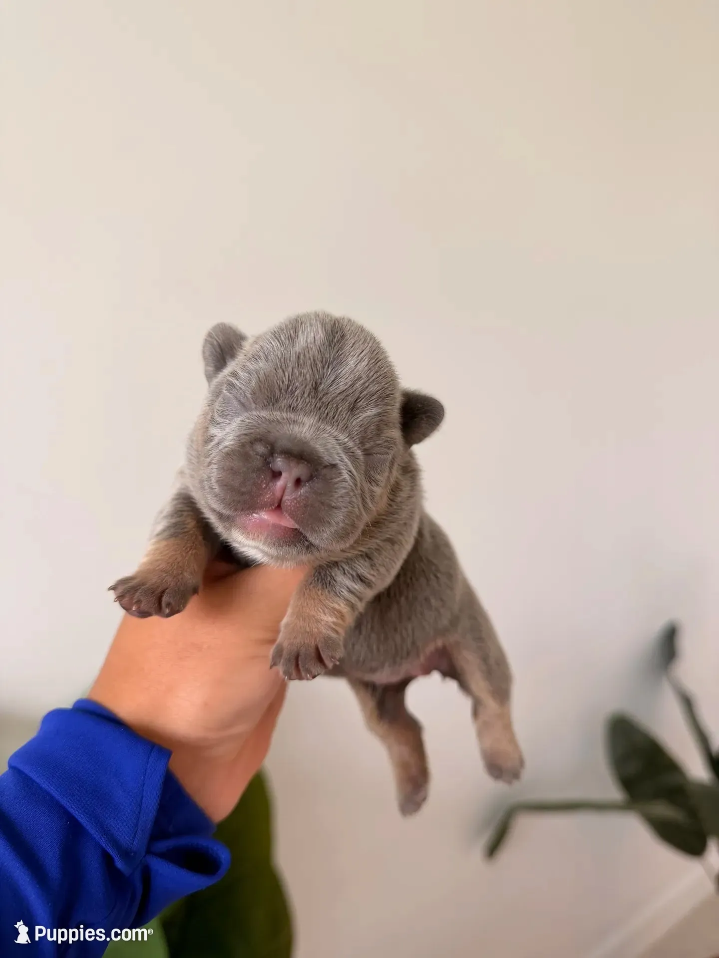 ARIEL-LILAC TAN TRI French Bulldog, a female French Bulldog for sale in Port Saint Lucie, FL – 1 of 5