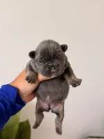 ELSA-BLUE TAN TRI French Bulldogs, a female French Bulldog for sale in Port Saint Lucie, FL – 7 of 7