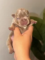 AURORA-tiny Isabella & Tan, a female French Bulldog for sale in Port Saint Lucie, FL – 4 of 5