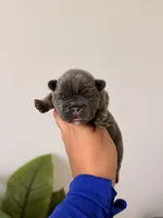 ELSA-BLUE TAN TRI French Bulldogs, a female French Bulldog for sale in Port Saint Lucie, FL – 5 of 7