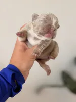 BELLE-New Shade Isabella French Bulldog, a female French Bulldog for sale in Port Saint Lucie, FL – 2 of 3