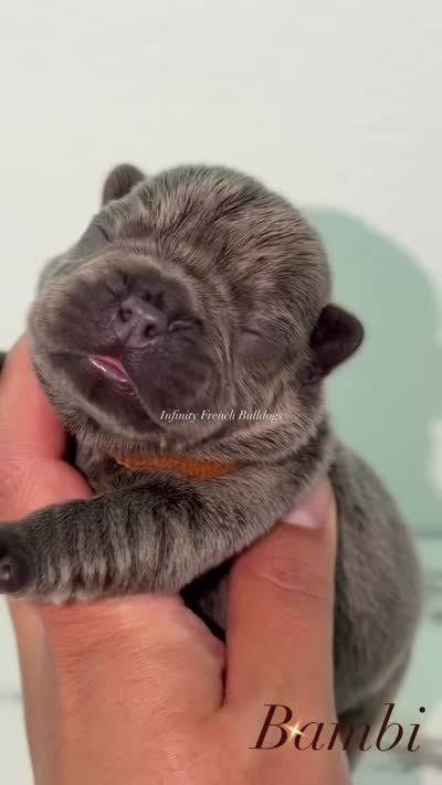 Bambi – Solid Blue French Bulldog Male, a male French Bulldog for sale in Port Saint Lucie, FL – 8 of 10