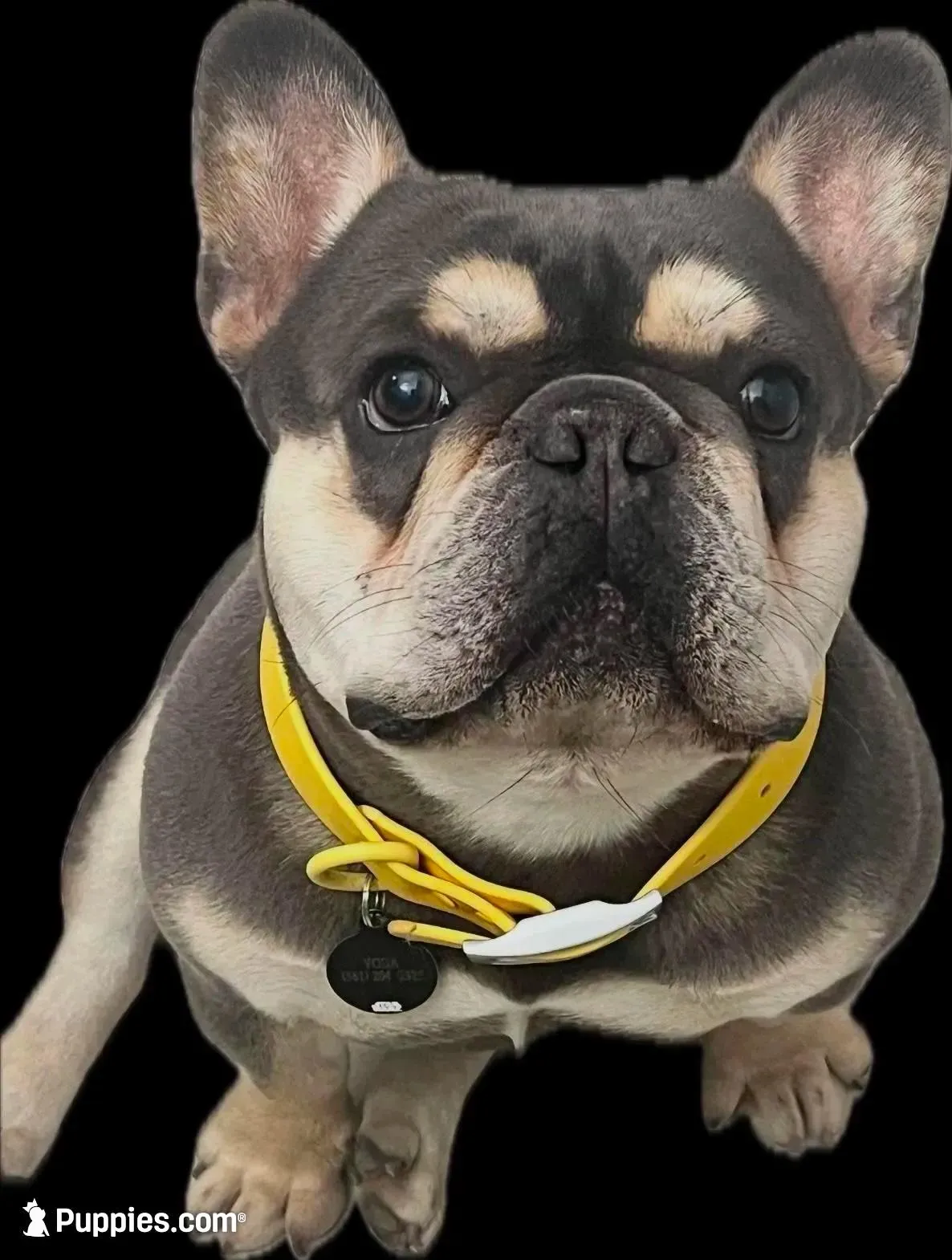 Prince Charming 2.5 Easter deal !!! 10% deposit , a male French Bulldog for sale in Port Saint Lucie, FL – Photo 9 of 10