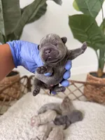 Bambi – Solid Blue French Bulldog Male, a male French Bulldog for sale in Port Saint Lucie, FL – 10 of 10