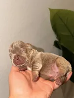AURORA-tiny Isabella & Tan, a female French Bulldog for sale in Port Saint Lucie, FL – 3 of 5