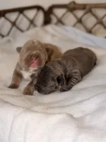 Bambi – Solid Blue French Bulldog Male, a male French Bulldog for sale in Port Saint Lucie, FL – 7 of 10