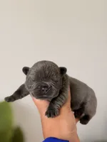Bambi – Solid Blue French Bulldog Male, a male French Bulldog for sale in Port Saint Lucie, FL – 3 of 10