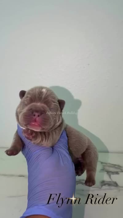  Flynn Rider – Isabella tan French Bulldog , a male French Bulldog for sale in Port Saint Lucie, FL – 8 of 8