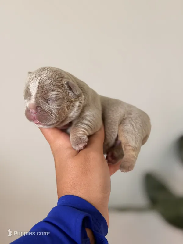 BELLE-New Shade Isabella French Bulldog – French Bulldog puppy for sale in Port Saint Lucie, FL