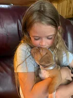 Nala, a female American Pit Bull Terrier for sale in McArthur, OH – 4 of 9