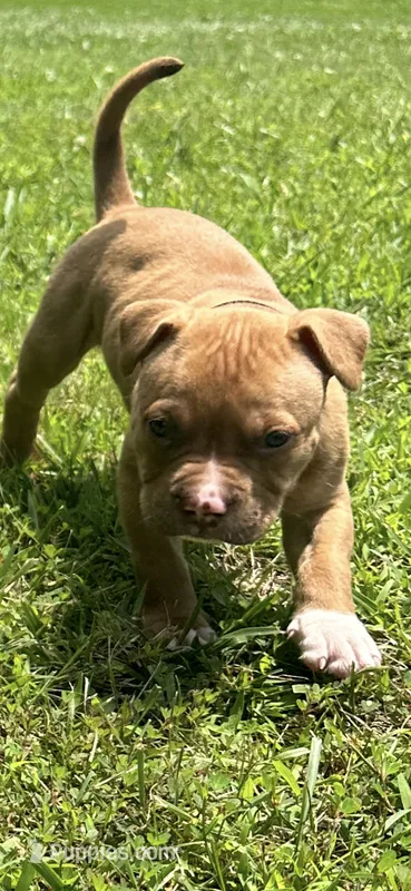 Simba – Dogue de Bordeaux, American Pit Bull Terrier puppy for sale in McArthur, OH