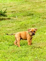 Cleatus, a male Dogue de Bordeaux and American Pit Bull Terrier for sale in McArthur, OH – 5 of 10