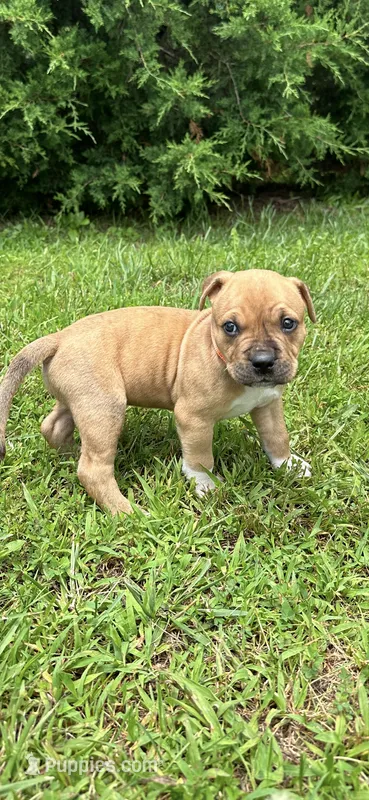 Tigger – Dogue de Bordeaux, American Pit Bull Terrier puppy for sale in McArthur, OH