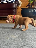 Zeke, a male American Pit Bull Terrier for sale in McArthur, OH – 2 of 9