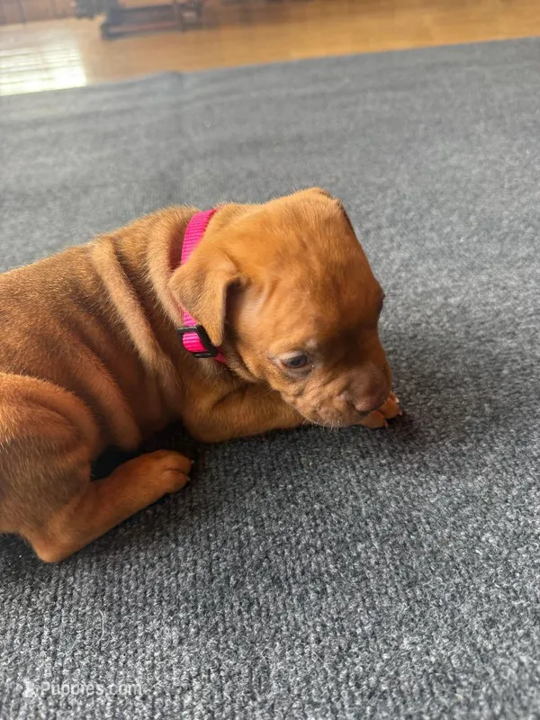 Tigris – American Pit Bull Terrier puppy for sale in McArthur, OH