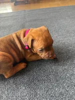 Tigris, a female American Pit Bull Terrier for sale in McArthur, OH – 1 of 9
