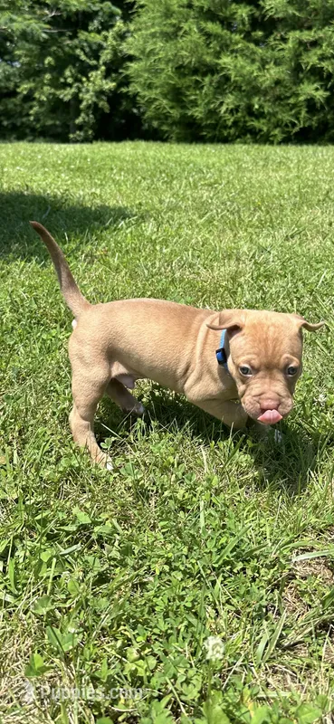Handsome Man – Dogue de Bordeaux, American Pit Bull Terrier puppy for sale in McArthur, OH