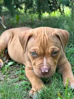 Hooch, a male Dogue de Bordeaux and American Pit Bull Terrier for sale in McArthur, OH – 3 of 10