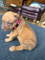 Tigris, a female American Pit Bull Terrier for sale in McArthur, OH – 3 of 9